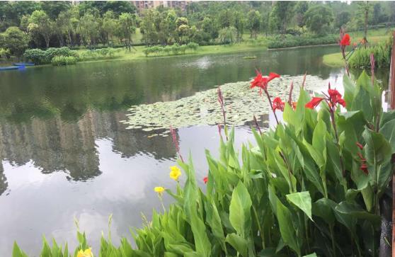 黑臭水体怎么处理？农村黑臭水体黄瓜视频成年人方案